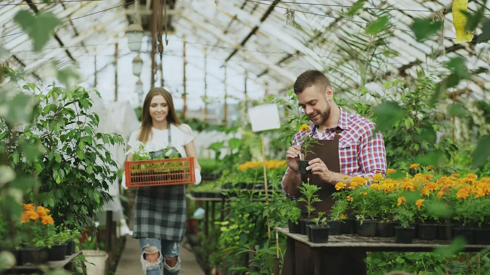 Couple running their own plant nursery, tending tropical plants in a sunlit greenhouse